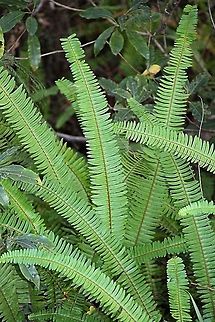 Fishbone Fern