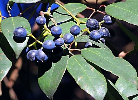 The Blueberry ash - Elaeocarpus reticulatus  Australia,Blueberry ash,Elaeocarpus reticulatus,Fall,Geotagged