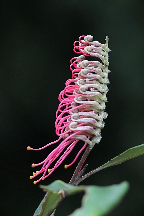 Toothbrush Grevillia - Grevillia aspleniifolia  Australia,Geotagged,Grevillea aspleniifolia,Grevillia aspleniifolia,Winter