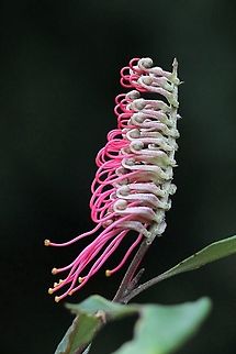 Toothbrush Grevillia - Grevillia aspleniifolia Australia,Geotagged,Grevillea aspleniifolia,Grevillia aspleniifolia,Winter