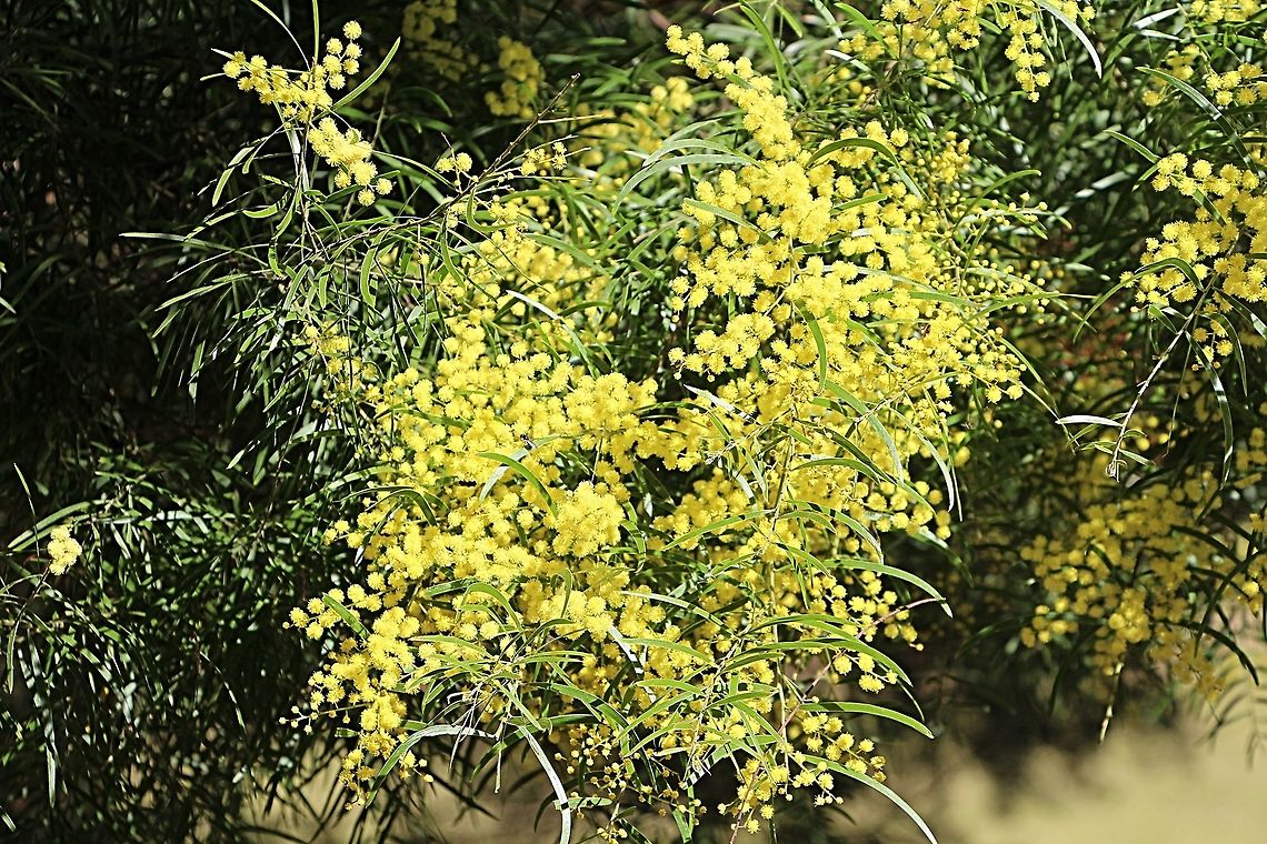 Showy wattle - Acacia decora  Acacia decora,Australia,Geotagged,Showy wattle,Winter
