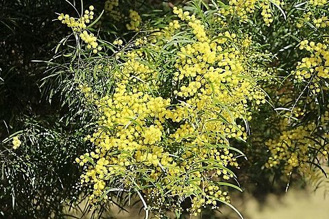 Showy wattle - Acacia decora  Acacia decora,Australia,Geotagged,Showy wattle,Winter