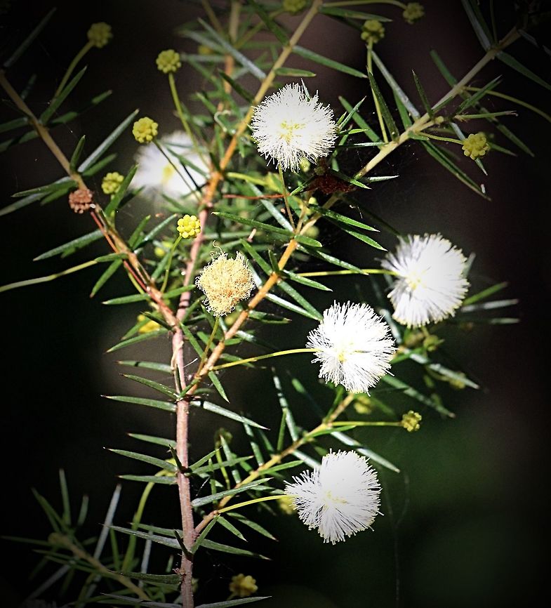 Prickly Moses - Acacia ulicifolia  Acacia ulicifolia,Australia,Geotagged,Winter