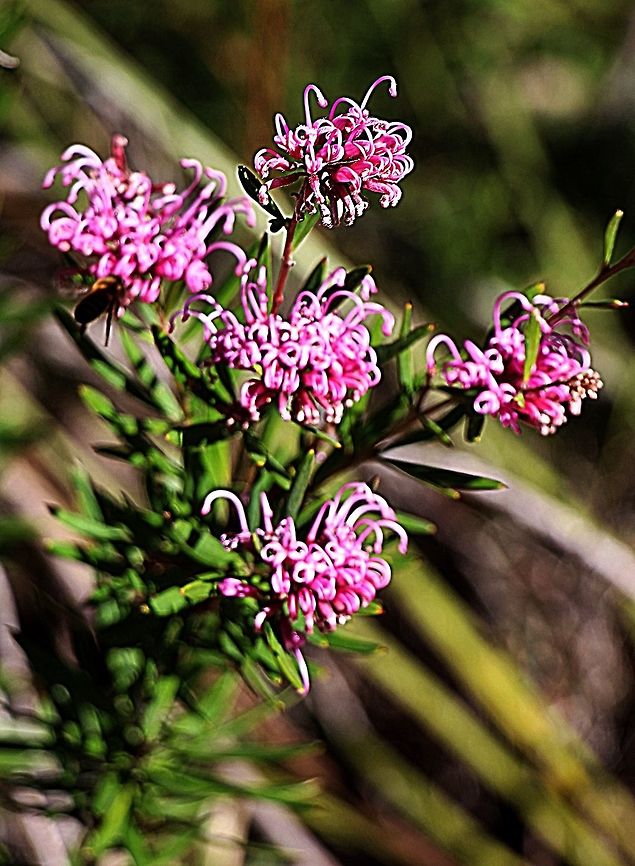 Pink spider flower- Grevillia cericea  Australia,Geotagged,Grevillea sericea,Winter