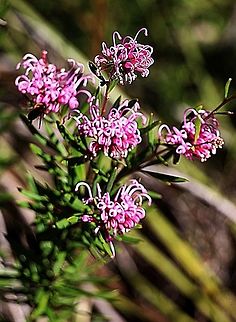 Pink spider flower- Grevillia cericea  Australia,Geotagged,Grevillea sericea,Winter