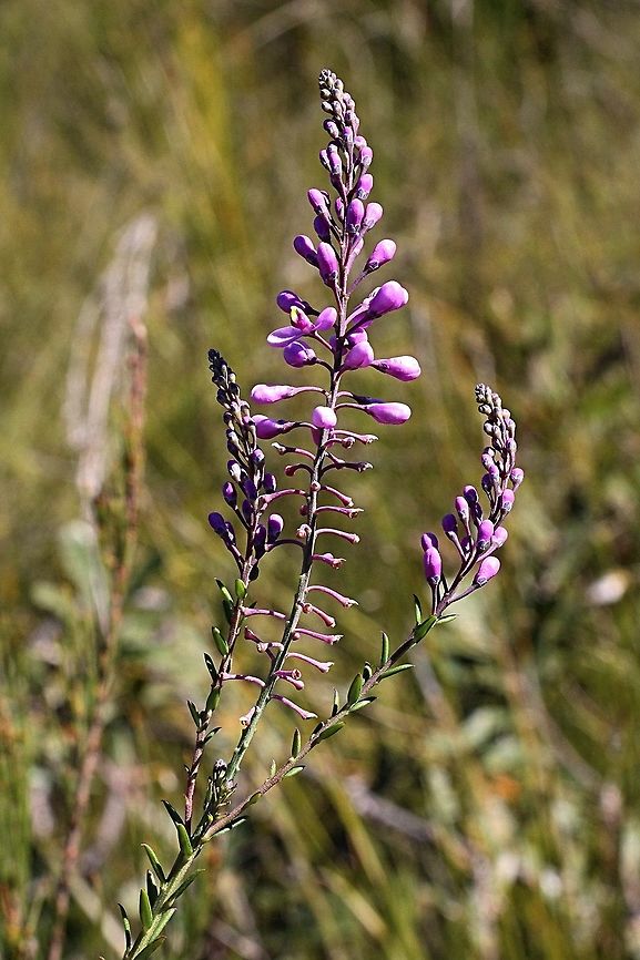 Pyramid flower - Comesperma ericium  Australia,Comesperma ericinum,Geotagged,Pyramid flower,Winter