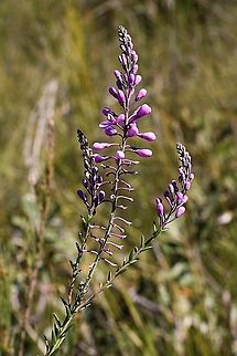 Pyramid flower - Comesperma ericium  Australia,Comesperma ericinum,Geotagged,Pyramid flower,Winter