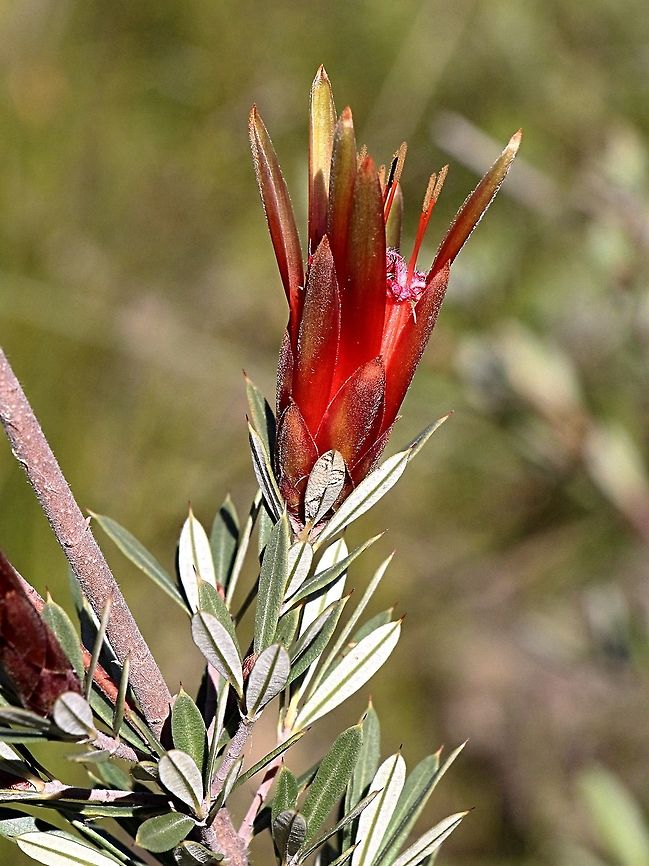 The Mountain devil - Lambertia formosa  Australia,Geotagged,Lambertia formosa,Mountain devil,Winter