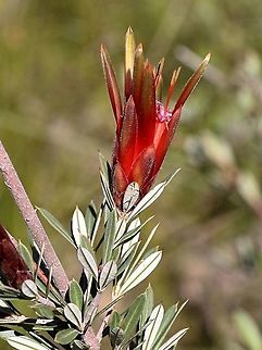 The Mountain devil - Lambertia formosa  Australia,Geotagged,Lambertia formosa,Mountain devil,Winter