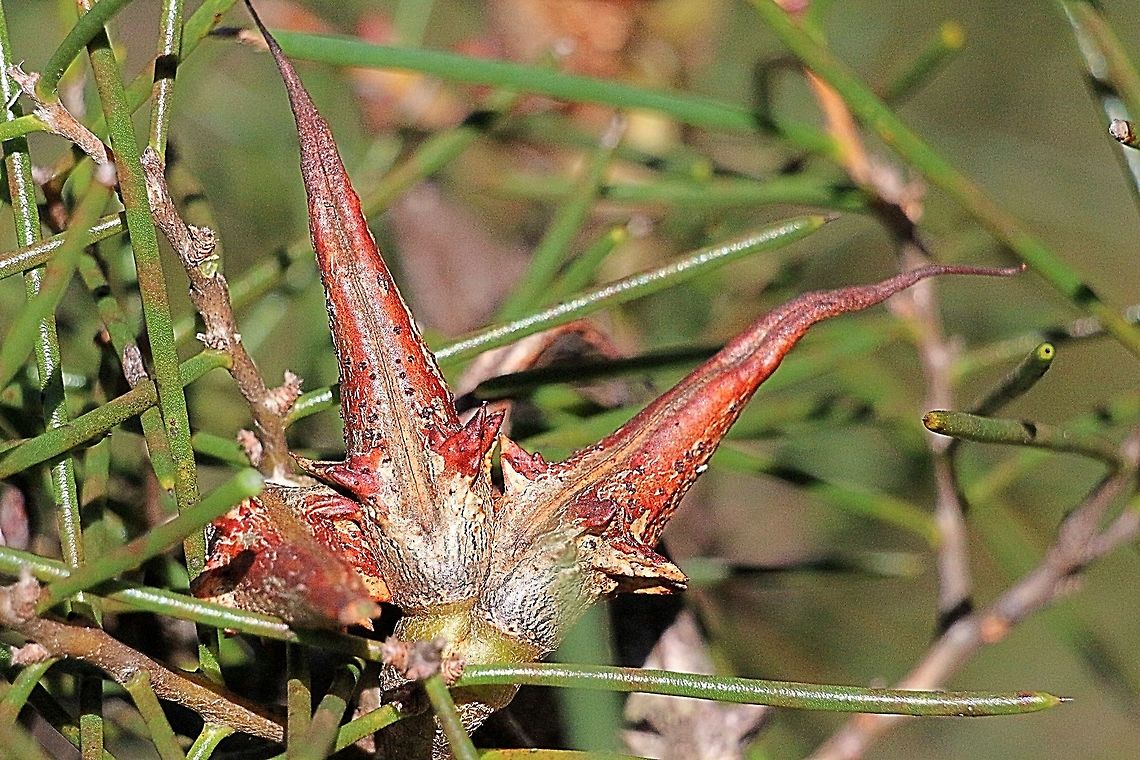 Mountain devil seed capsule - Lambertia formosa The common name stems from the seed capsule with two horns resembling a devils head Australia,Geotagged,Lambertia formosa,Mountain devil,Winter