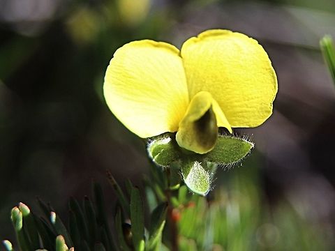 The golden glory pea - Gompholobium latifolium  Australia,Geotagged,Golden glory pea,Gompholobium latifolium,Winter