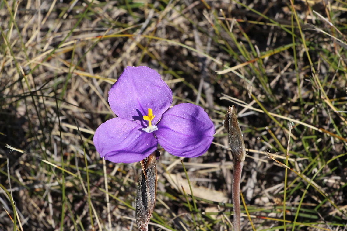 The purple flag - Patersonia sericea  Australia,Geotagged,Patersonia sericea,Purple flag,Winter