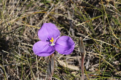 The purple flag - Patersonia sericea  Australia,Geotagged,Patersonia sericea,Purple flag,Winter
