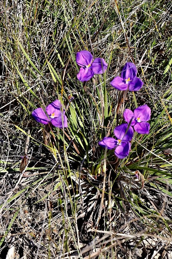 The purple flag - Patersonia cericea  Australia,Geotagged,Patersonia sericea,Purple flag,Winter