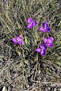 The purple flag - Patersonia cericea  Australia,Geotagged,Patersonia sericea,Purple flag,Winter