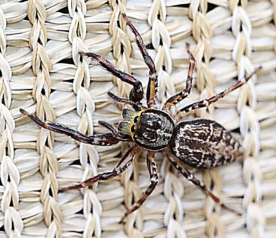 Adoxotoma nodosa  Adoxotoma nodosa,Australia,Eamw spiders,Fall,Geotagged