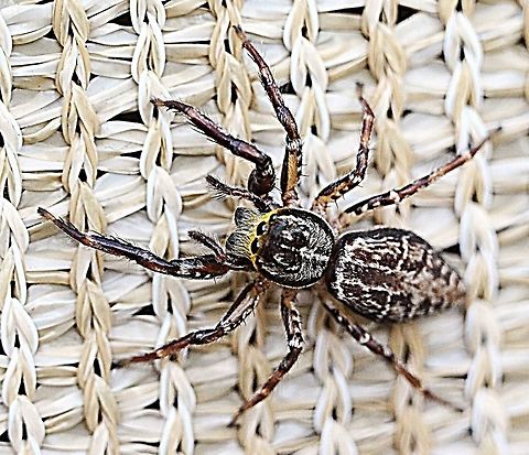 Adoxotoma nodosa  Adoxotoma nodosa,Australia,Eamw spiders,Fall,Geotagged