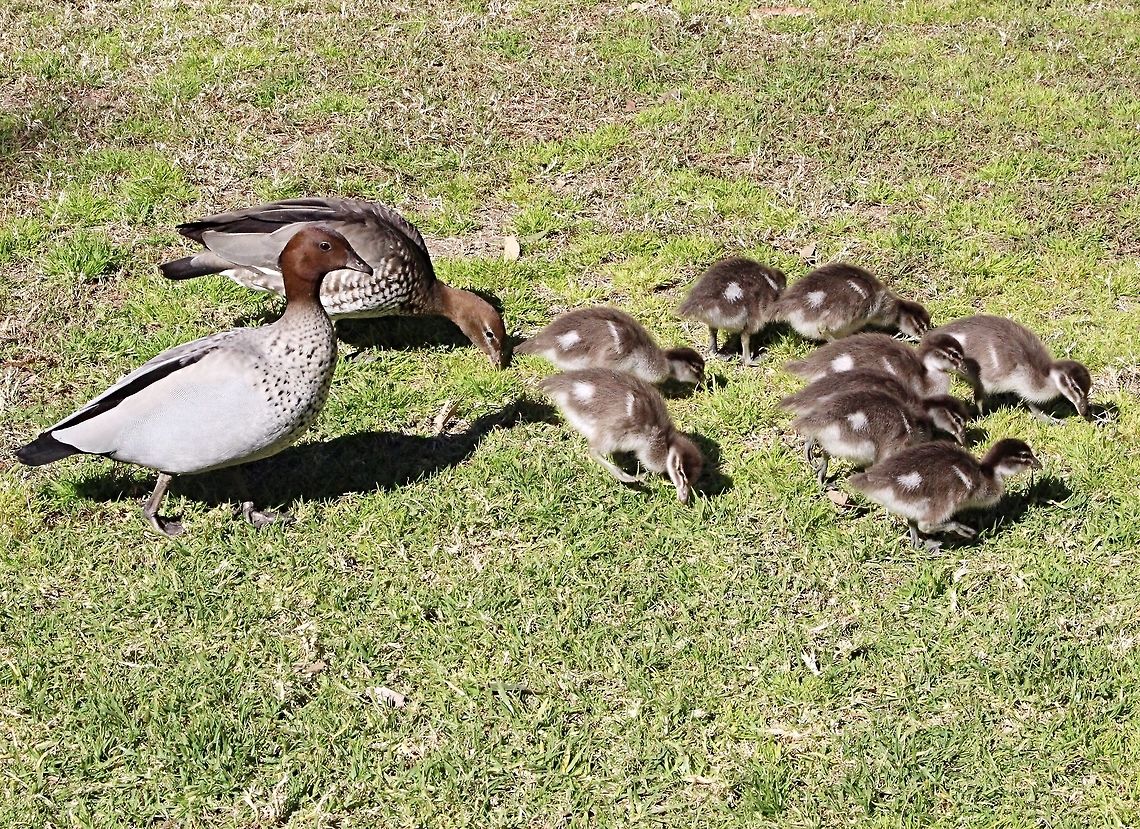 Australian Wood duck family - Chenonetta jubata  Australia,Australian Wood Duck,Chenonetta jubata,Geotagged,Winter