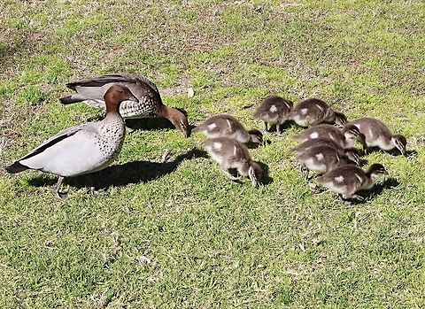 Australian Wood duck family - Chenonetta jubata  Australia,Australian Wood Duck,Chenonetta jubata,Geotagged,Winter