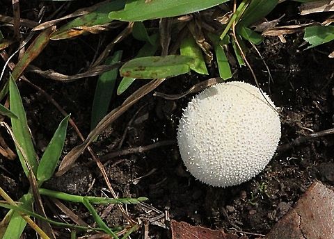 Peeling puffball - Lycoperdon marginatum Approx. 35 mm dia. Australia,Fall,Geotagged,Lycoperdon marginatum,Peeling puffball