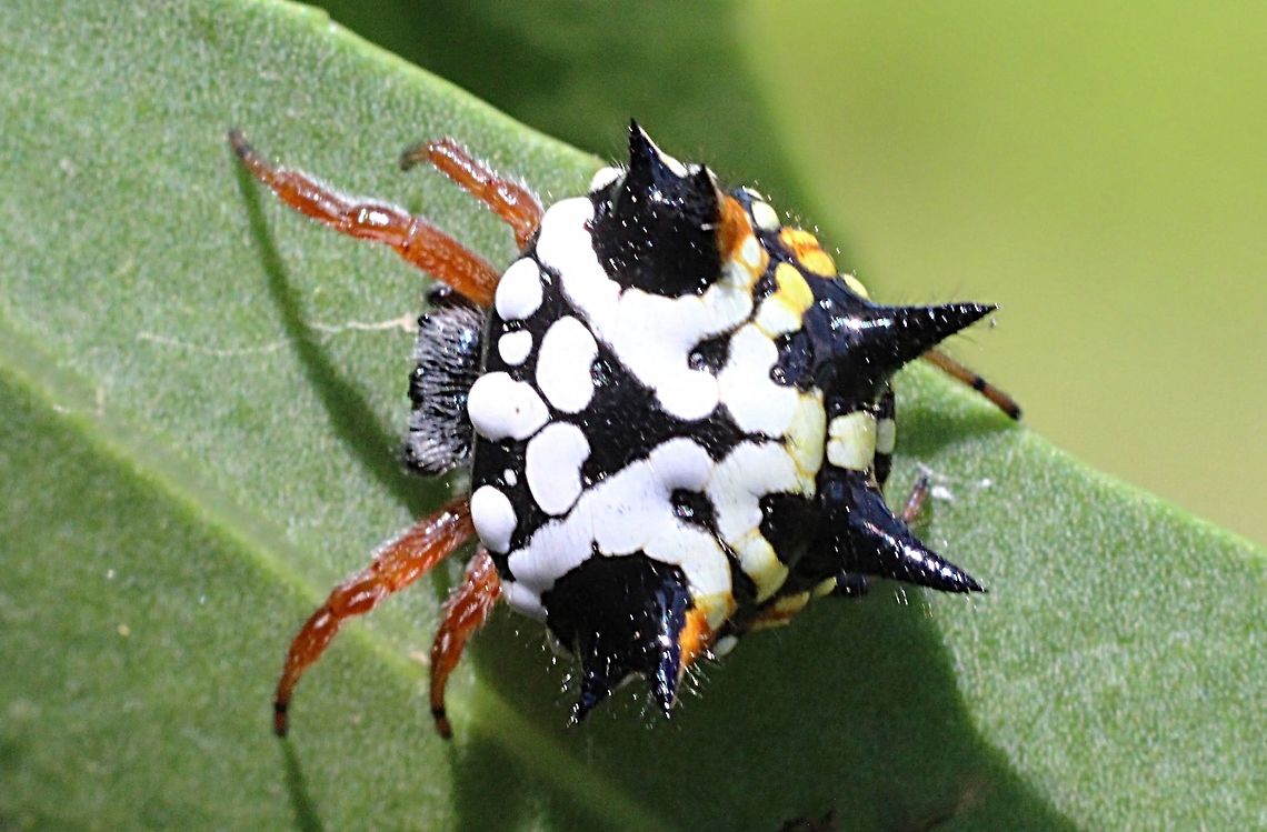 Jewel spider - Austracantha minax  Austracantha minax,Australia,Christmas spider,Eamw spiders,Geotagged,Summer