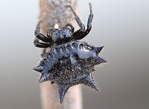 Melanistic form of Jewel spider - Austracantha minax  Austracantha minax,Australia,Christmas spider,Eamw spiders,Geotagged,Summer