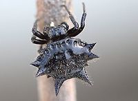 Melanistic form of Jewel spider - Austracantha minax  Austracantha minax,Australia,Christmas spider,Eamw spiders,Geotagged,Summer