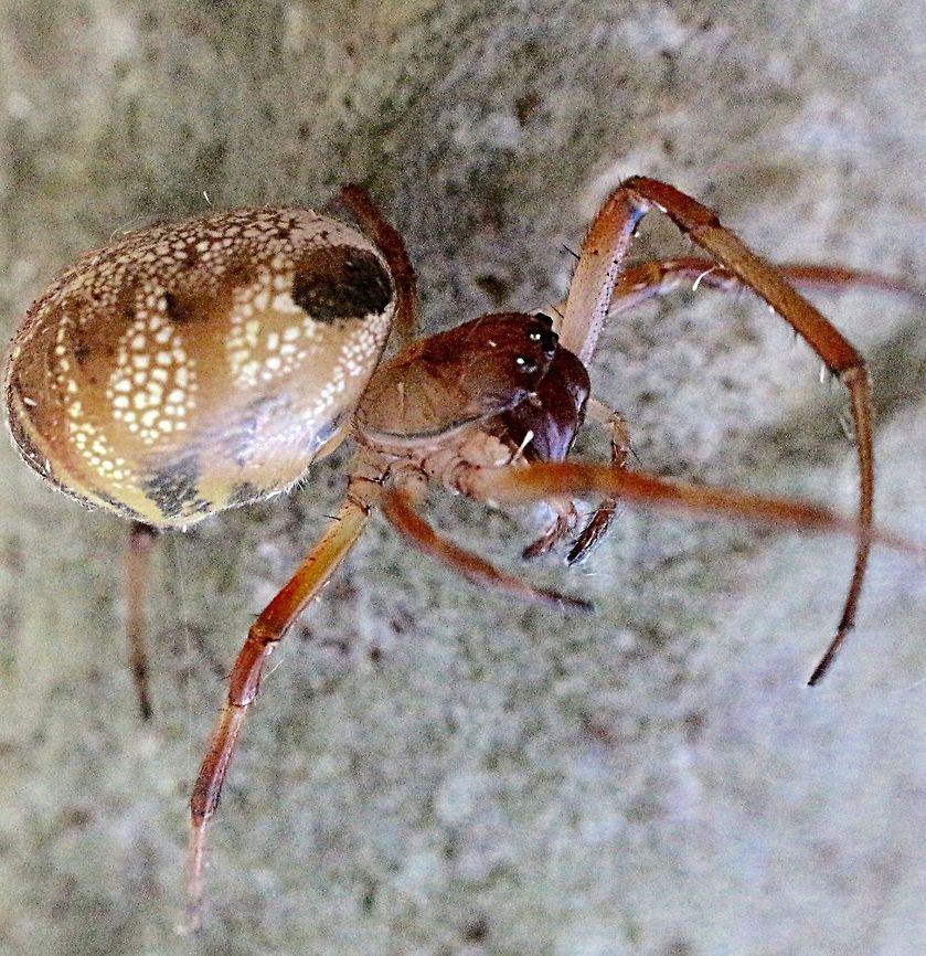 Leaf curling spider - Phonognatha graeffei  Australia,Eamw spiders,Geotagged,Leaf curling spider,Phonognatha graeffei,Summer