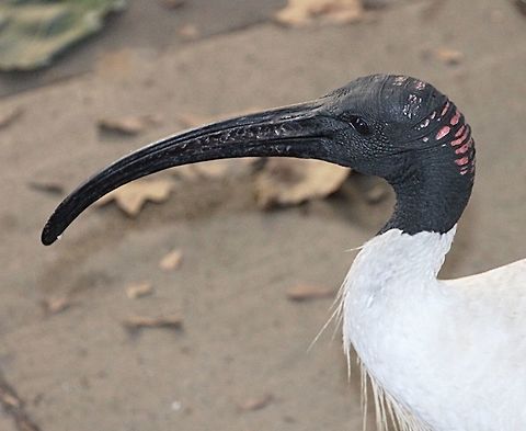 Australian White Ibis - Threskiornis molucca  Australia,Australian White Ibis,Fall,Geotagged,Threskiornis molucca