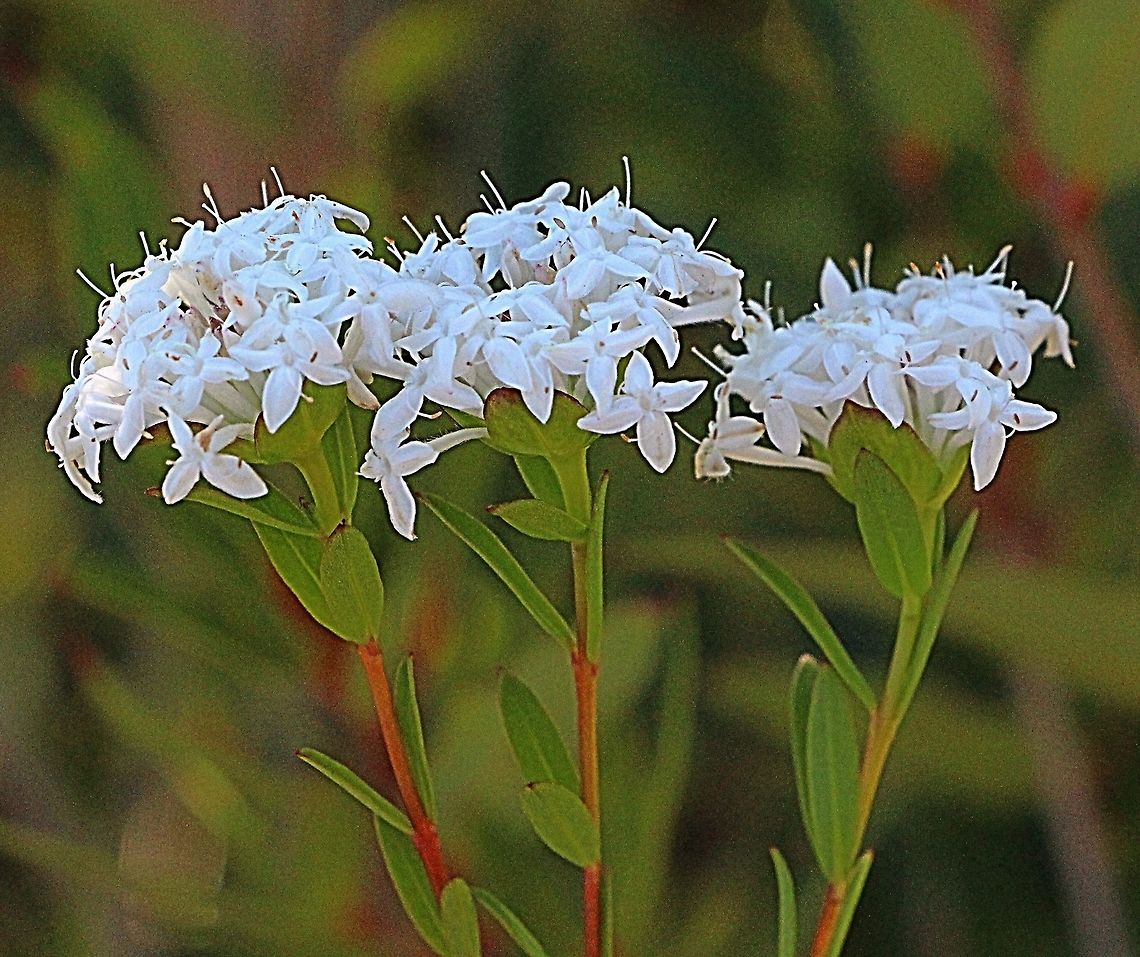 Slender Rice Flower - Pimelea linifolia  Australia,Geotagged,Pimelea linifolia,Queen-of-the-bush,Winter