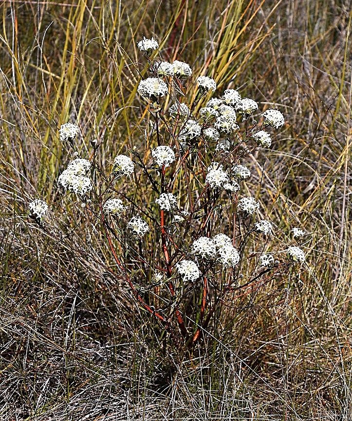 Slender Rice Flower bush - Pimelea linifolia  Australia,Geotagged,Pimelea linifolia,Queen-of-the-bush,Winter