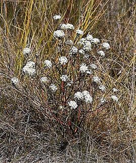 Slender Rice Flower bush - Pimelea linifolia  Australia,Geotagged,Pimelea linifolia,Queen-of-the-bush,Winter