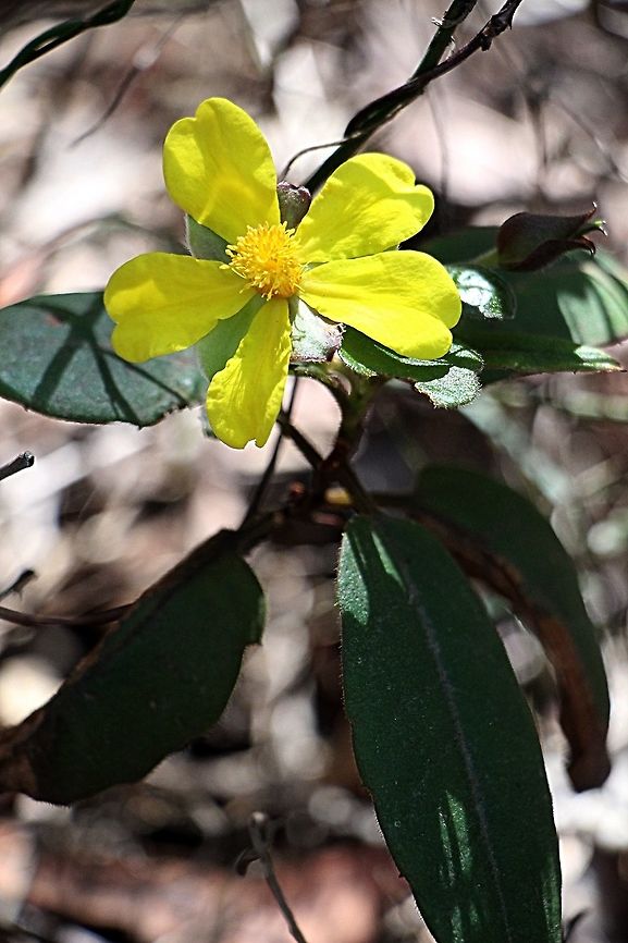 Hibbertia scandens  Australia,Geotagged,Hibbertia scandens,Winter