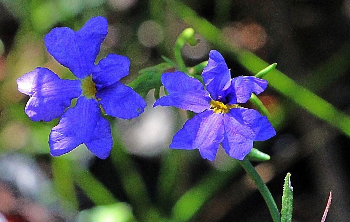 Blue fan flower - Dampiera sylvestris Family: Goodeniaceae. Distribution: Coastal open woodland and heath of southeast Queensland to northern New South Wales. Common Name: Blue fan flower. Derivation of Name: Dampiera....After Wihttp://anpsa.org.au/d-syl.htmllliam ..<br />
. Australia,Dampiera sylvestris,Geotagged,Winter