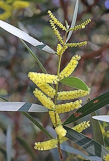 Golden wattle - Acacia longifolia  Acacia longifolia,Australia,Geotagged,Winter