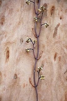 Vine and flower buds of the blackbootlace orchid -  Erythrorchis cassythoides Unfortunately I will miss seeing this orchid in flower on this visit to the Newcastle area .
It is growing up a spotted gum - Corymbia maculata . The vine was about 4 meters up the tree trunk. Australia,Black bootlace orchid,Erythrorchis cassythoides,Geotagged,Winter