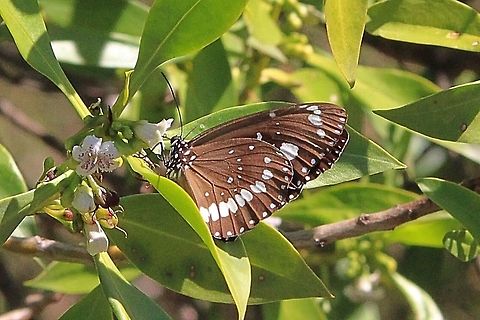Australian grow butterfly - Euploea core Feeding on common boobialla - Myoporum insulare  Australia,Common Crow,Euploea core,Geotagged,Winter,eamw