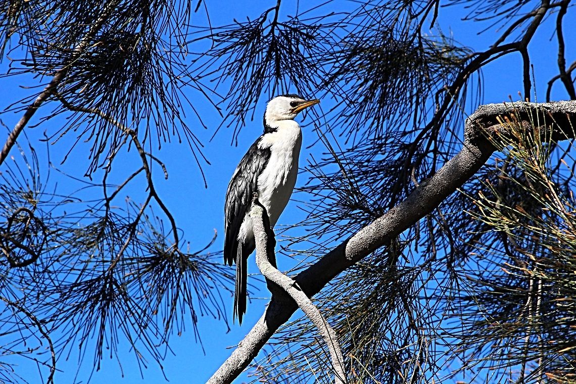 Little Pied Cormorant - Microcarbo melanoleucos Resting on it&rsquo;s favourite perch after a morning fishing session. Australia,Geotagged,Little Pied Cormorant,Microcarbo melanoleucos,Winter