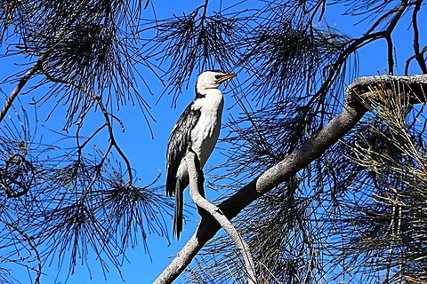 Little Pied Cormorant - Microcarbo melanoleucos Resting on it’s favourite perch after a morning fishing session. Australia,Geotagged,Little Pied Cormorant,Microcarbo melanoleucos,Winter