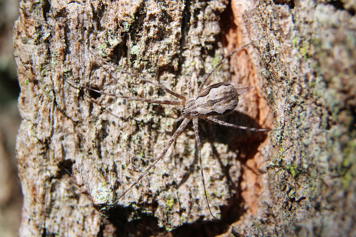 Brisbane two-tailed spider - Tamopsis brisbanensis A very well camouflaged spider on rough barked trees. I only found it because it moved . Australia,Eamw spiders,Geotagged,Tamopsis brisbanensis,Tamopsis brismanensis,Winter