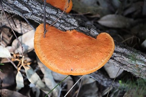 Pycnoporus coccineus  Australia,Geotagged,Pycnoporus coccineus,Winter