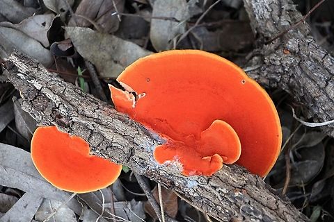 Underside  of Pycnoporus coccineus  Australia,Geotagged,Pycnoporus coccineus,Winter