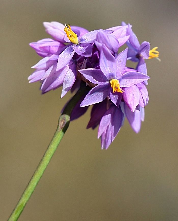 Vanilla Lily- Sauerbaea juncea  Australia,Geotagged,Sowerbaea juncea,Winter