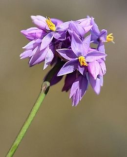 Vanilla Lily- Sauerbaea juncea  Australia,Geotagged,Sowerbaea juncea,Winter