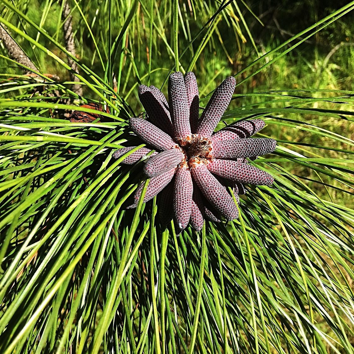 Loblolly pine - Pinus taeda Loblolly Pine (Pinus taeda), is indigenous to south-eastern USA. Plantations exist in Queensland and northern NSW, and the North Island of New Zealand. The heartwood is not sufficiently durable for severe conditions. Australia,Geotagged,Pinus taeda,Winter