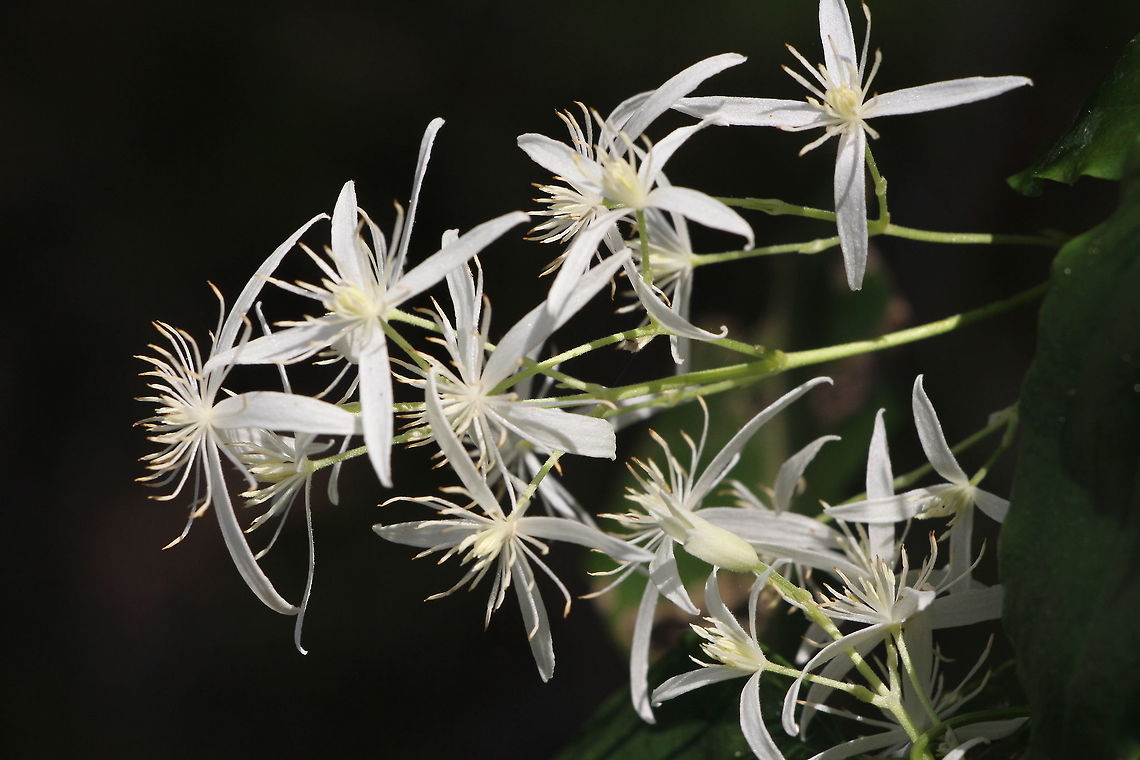 Headache vine - Clematis glycinoides Interesting common name . Read info section on why it was named headache vine . Australia,Clematis glycinoides,Geotagged,Headache vine,Winter