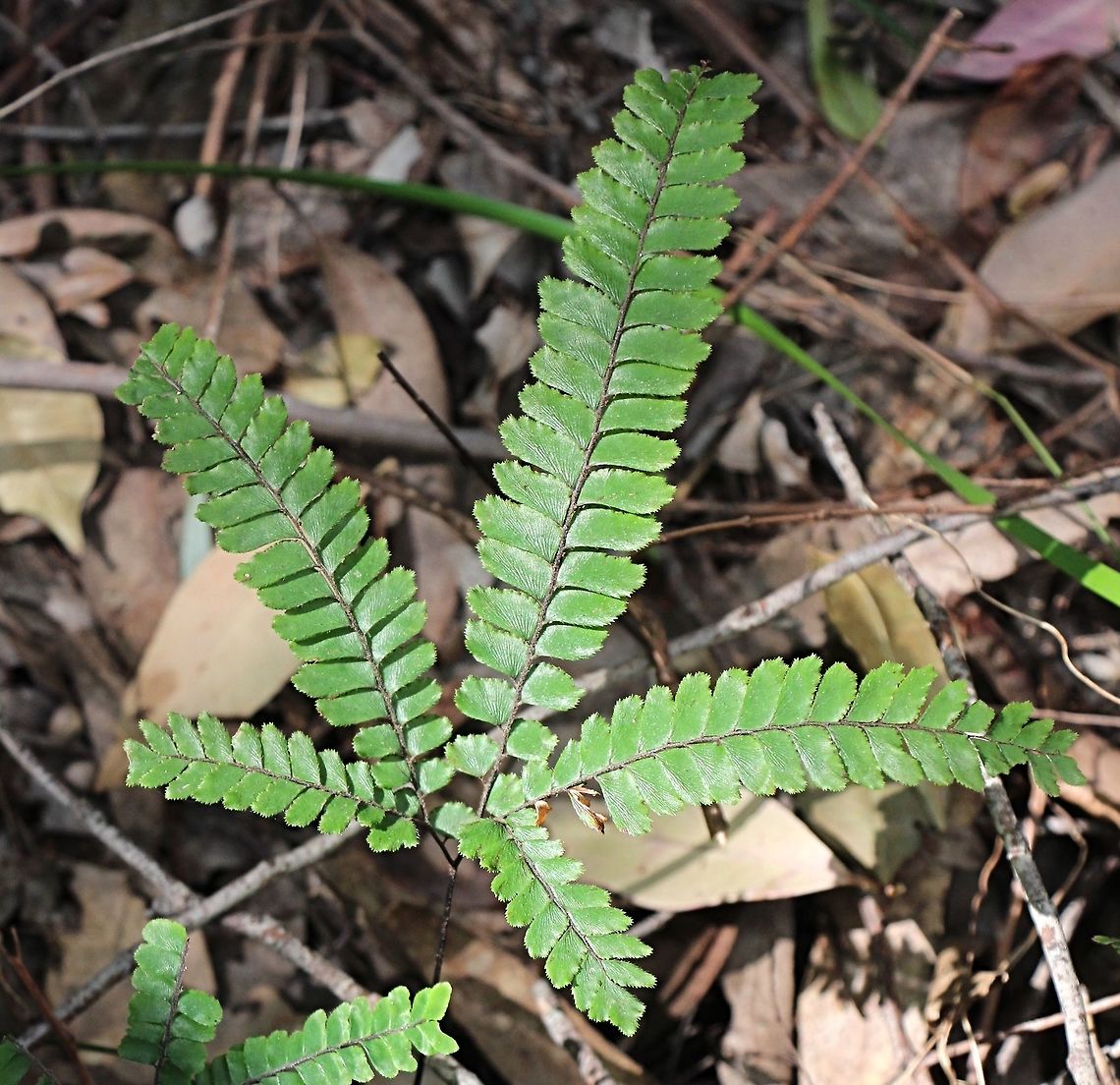 The Rough Maidenhair Fern - Adiantum hispidulum  Adiantum hispidulum,Australia,Geotagged,Rough Maidenhair Fern,Winter
