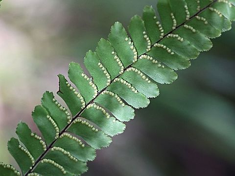 The Rough Maidenhair Fern - Adiantum hispidulum Underside of fern fronts with spores exposed. Adiantum hispidulum,Rough Maidenhair Fern