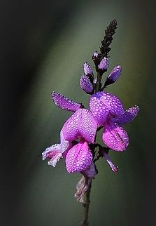 The Australian Indigo - Indigofera australis Image taken early morning and yes the water droplets are natural and not sprayed on. Australia,Geotagged,Indigofera australis,Winter