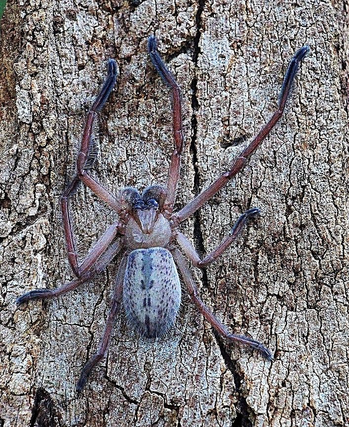 Huntsman spider - Delena cancerides  Australia,Delena cancerides,Eamw spiders,Eamw spiders huntsman,Geotagged,Winter